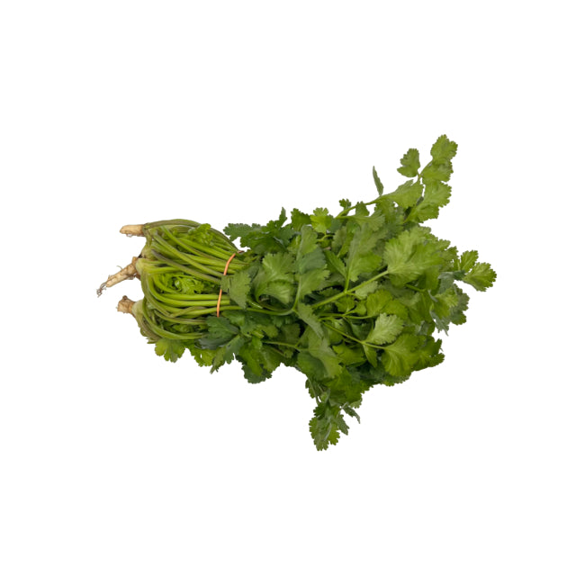 Cilantro